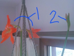 That's flower stalk 1 and flower stalk 2. I'm not pretending I'm bad at counting, here. I know there are two blooms on 1 and only 1 bloom on 2 (though there are really 2)