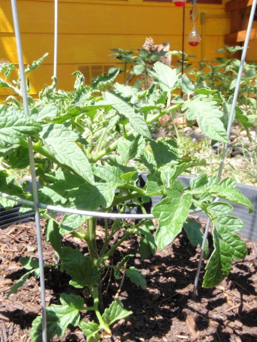 Here's the Siberian tomato. It has fewer blossoms but does have a baby tomato growing, too. Hooray!